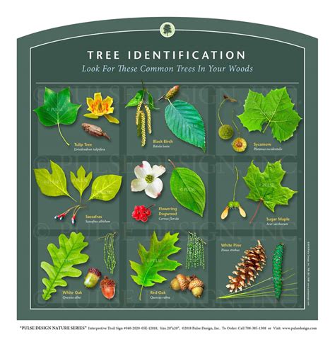 Tree Leaf Identification Guide